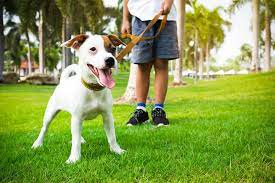 Exercício Adequado: Atividades para Manter seu Pet Ativo e Saudável