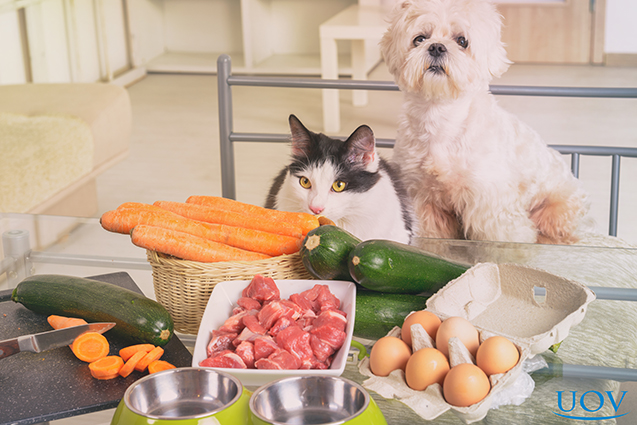 Alimentação Balanceada: Como Escolher a Melhor Dieta para o Seu Pet