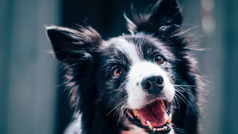 Border Collie, Descubra a Inteligência e Versatilidade do Cão Pastor Perfeito