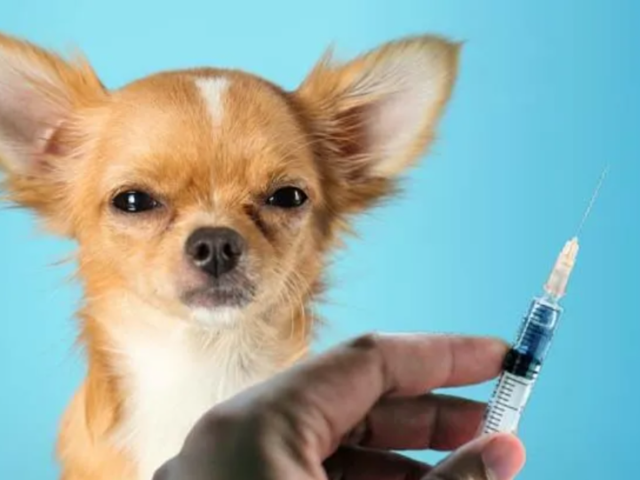 Guia Completo Sobre Vacina Para Pet: Protegendo Seu Amigo de Quatro Patas