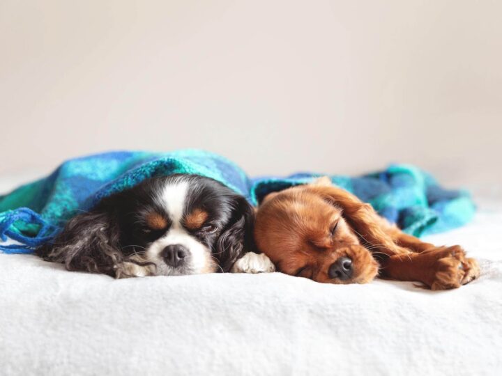 Descanso Confortável: Escolhendo o Melhor Lugar para seu Pet Dormir e Relaxar