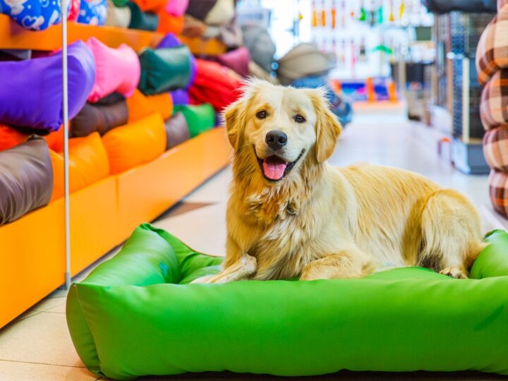Guia Completo para Pet Shops: Como Atrair Mais Clientes e Aumentar Suas Vendas Online