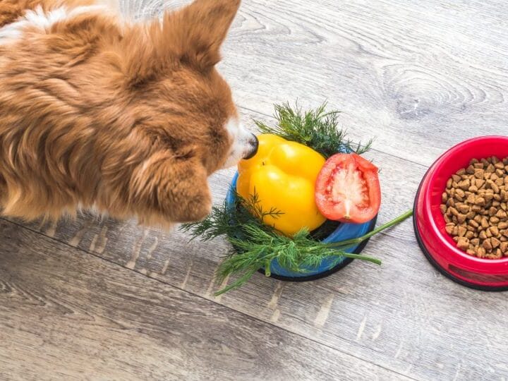 Explorando os Benefícios da Comida Natural para Cachorro: Um Guia Completo para uma Alimentação Saudável