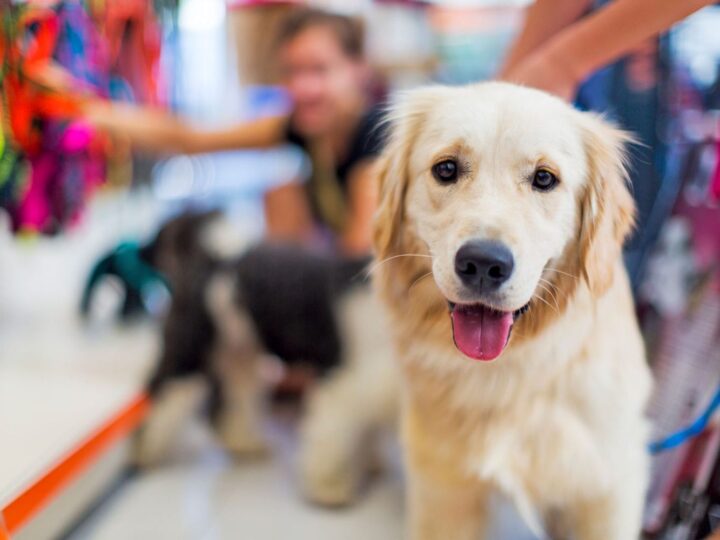 Os 10 Melhores Pet Shops Online para Comprar Produtos para Animais de Estimação