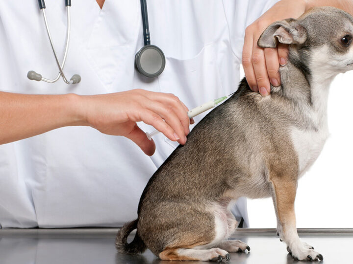 Vacina para Cachorro Filhote: Guia de Imunização para Seu Novo Melhor Amigo