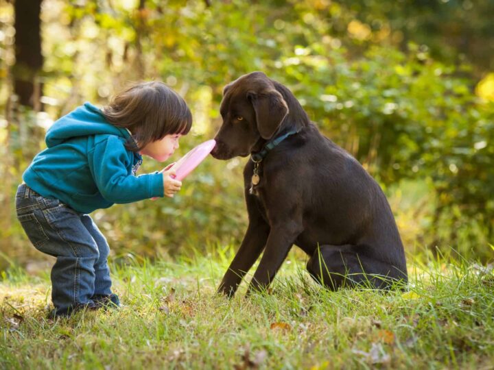 Doação de Cachorro: Encontre seu Novo Melhor Amigo com Nossas Dicas